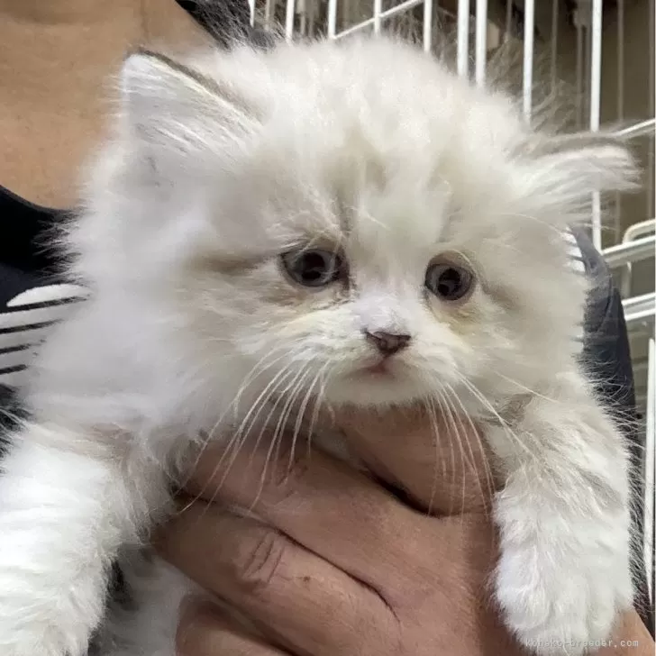 ID：2411-02793の子猫