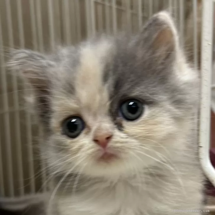 ID：2408-00412の子猫