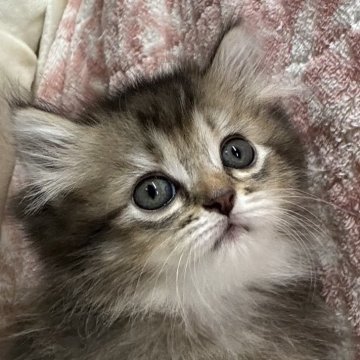 サイベリアン【鹿児島県・女の子・2024年9月2日・ブラウンパッチドタビー】の写真「穏やかな女の子💕10月29日までの掲載」