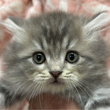 サイベリアン【鹿児島県・男の子・2024年10月11日・ブルータビー】の写真「穏やかない男の子💕31日までの価格」