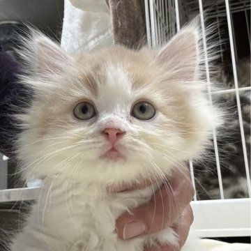 サイベリアン【鹿児島県・女の子・2024年9月16日・レッドタビー&ホワイト】の写真「元気な女の子💕11月27日までの掲載」