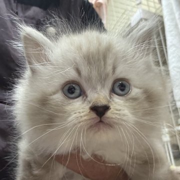 サイベリアン【鹿児島県・男の子・2024年10月11日・ブルーリンクスポイント(ネヴァマスカレード)】の写真「人懐っこい男の子💕」