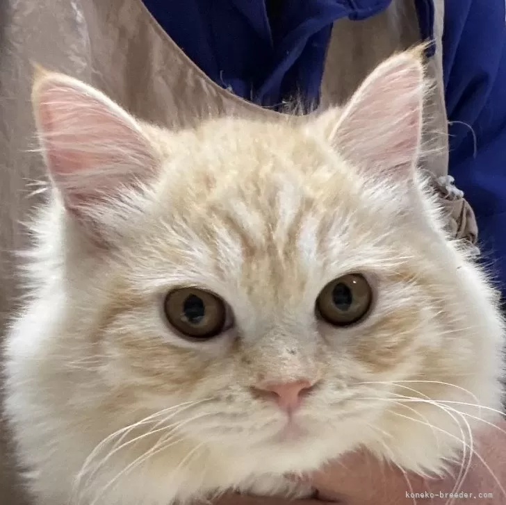 ID：2501-01093の子猫