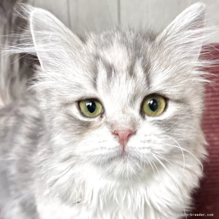 ID：2602-02307の子猫