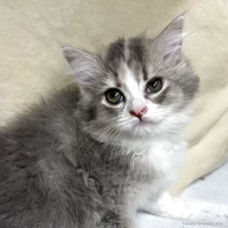 ID:2505-00933の子猫