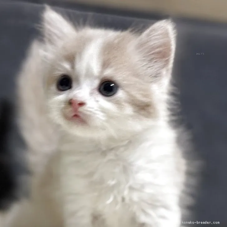 ID：2608-50149の子猫