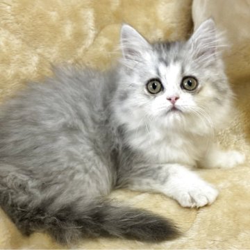 サイベリアン【鹿児島県・女の子・2025年4月1日・シルバータビー&ホワイト】の写真「穏やかな女の子💕」