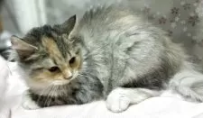 サイベリアン【鹿児島県・女の子・2025年7月3日・ダイリュートキャリコ】の写真3