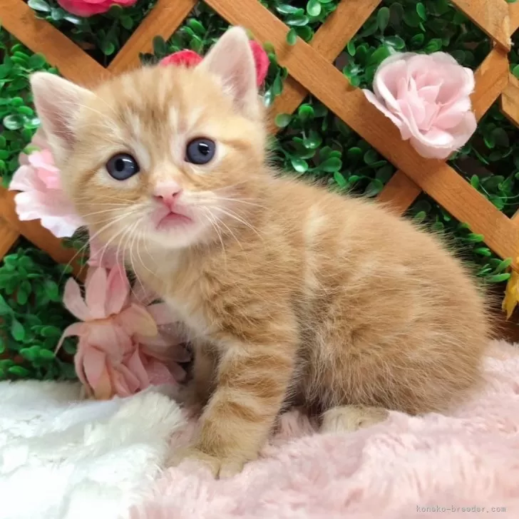 ID：2402-01460の子猫