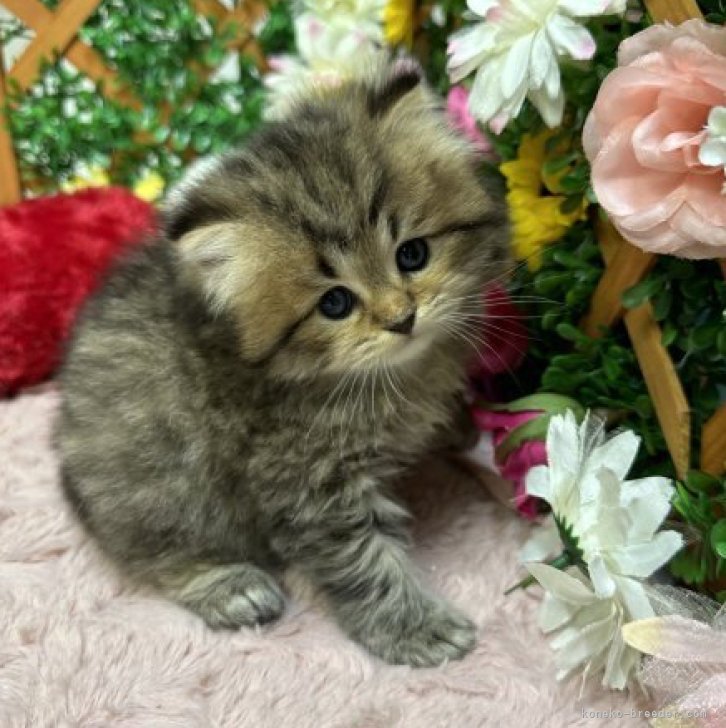 あやのん 様のお迎えした子猫