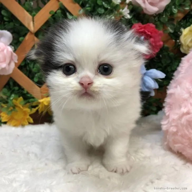 ID：2304-03013の子猫