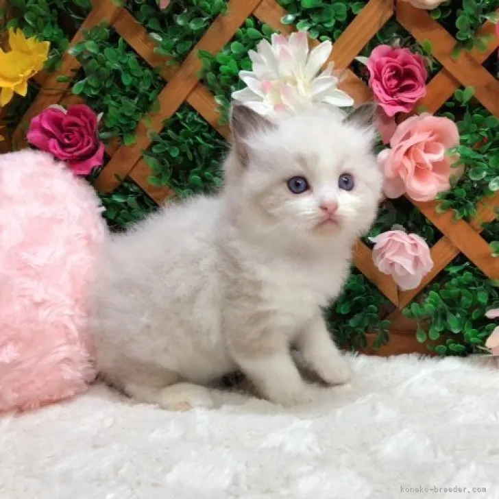 ID：2310-01004の子猫