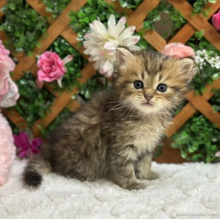 ID：2307-02029の子猫