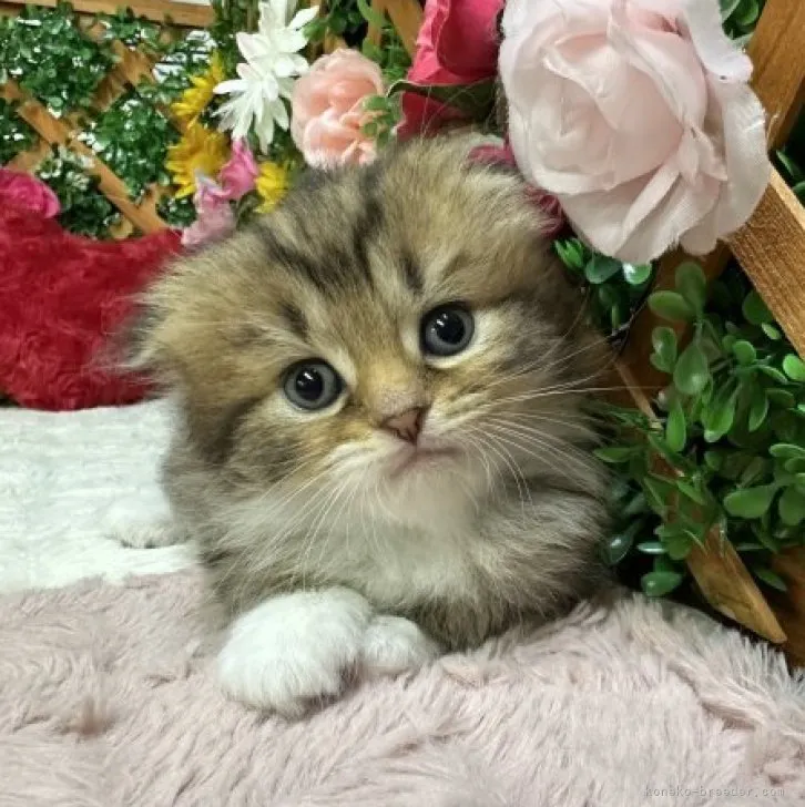 ID：2308-02229の子猫