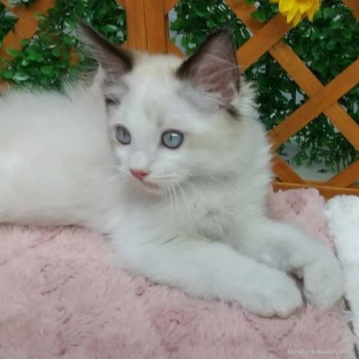 S.K 様のお迎えした子猫