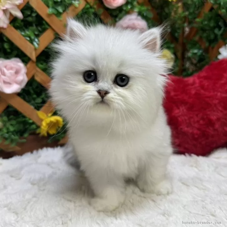 ID：2408-02428の子猫