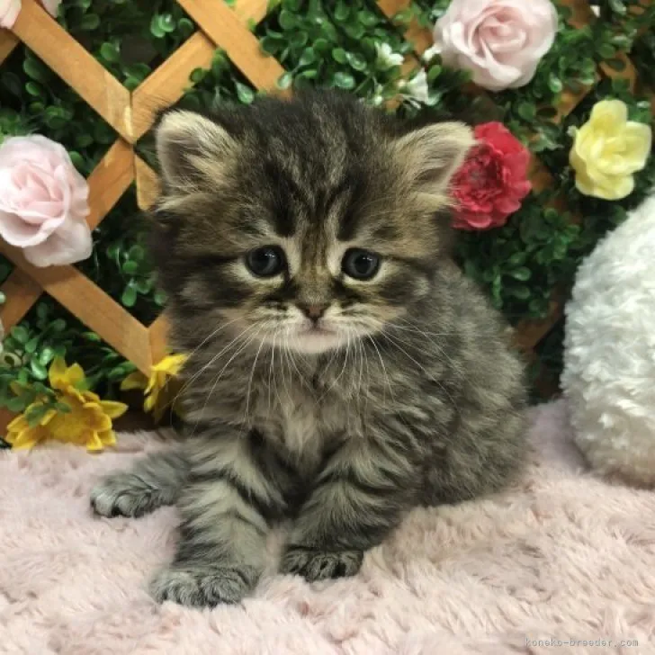ID:2303-01973の子猫