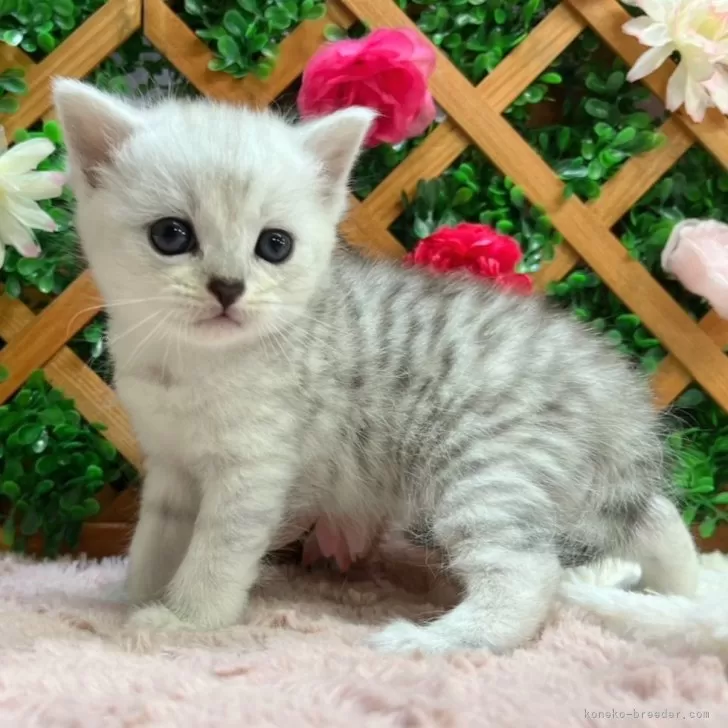 ID：2409-01833の子猫