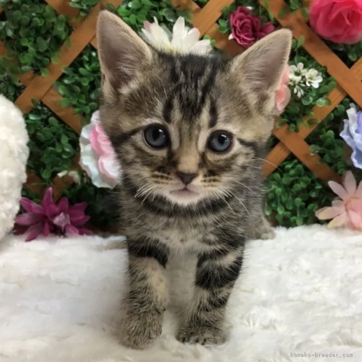 ID：2305-02034の子猫