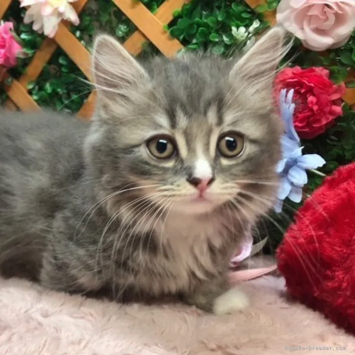 ID：2305-00421の子猫