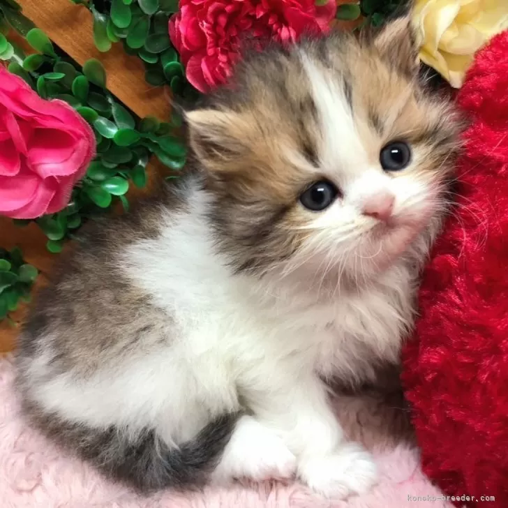 ID：2312-02912の子猫