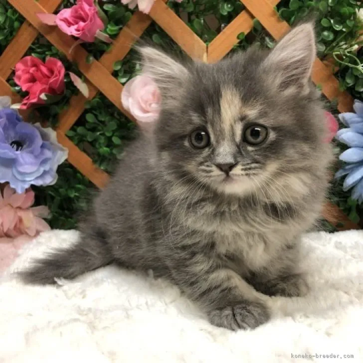 ID：2305-00339の子猫