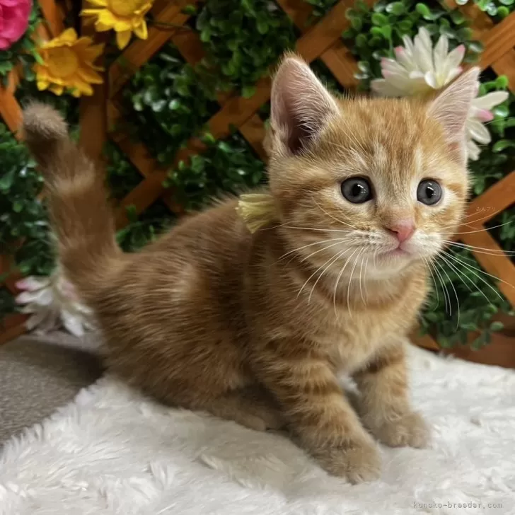 ID：2411-01549の子猫