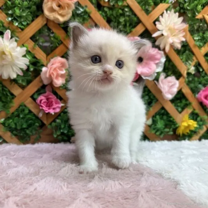 ID：2310-02773の子猫