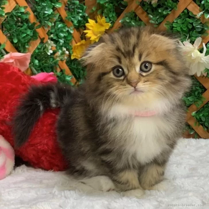 ID:2405-02382の子猫