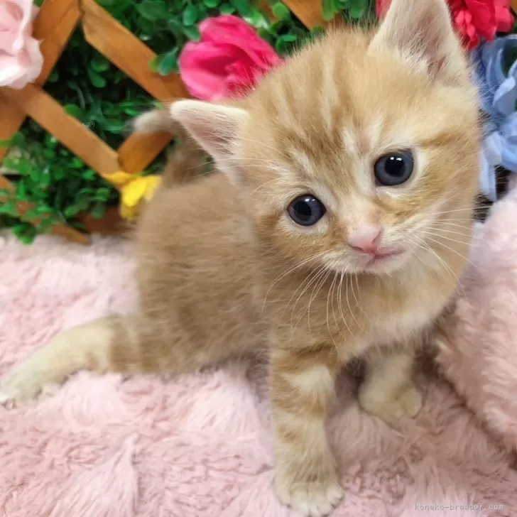 ID：2402-01459の子猫