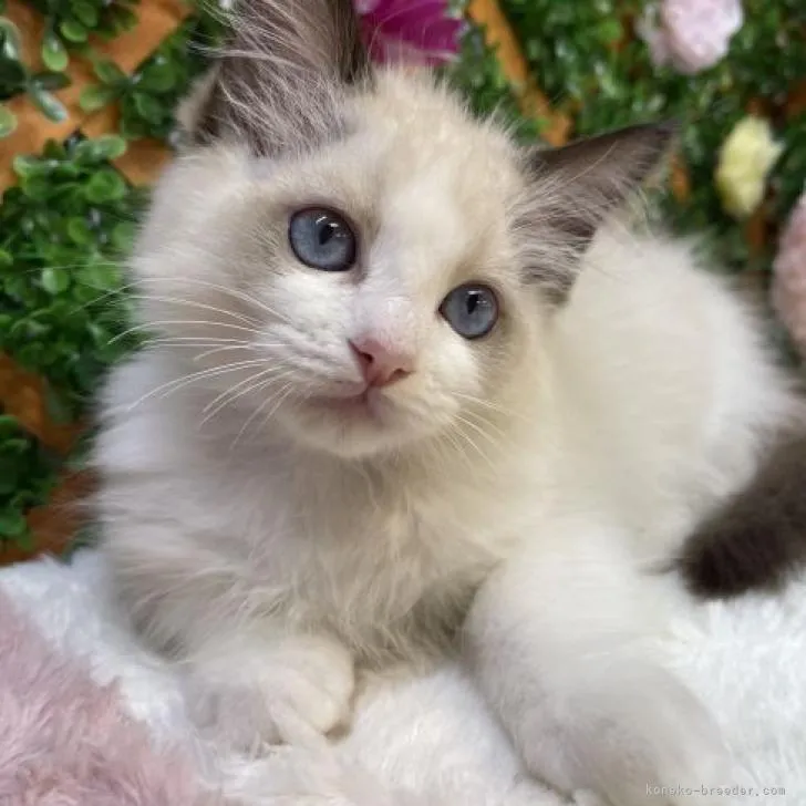 ID：2207-02947の子猫