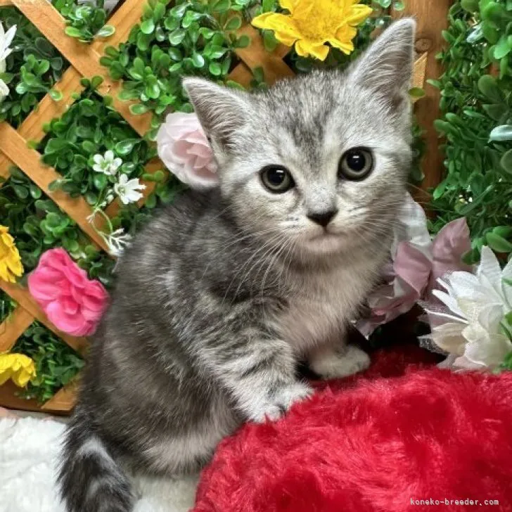 ID：2308-02239の子猫