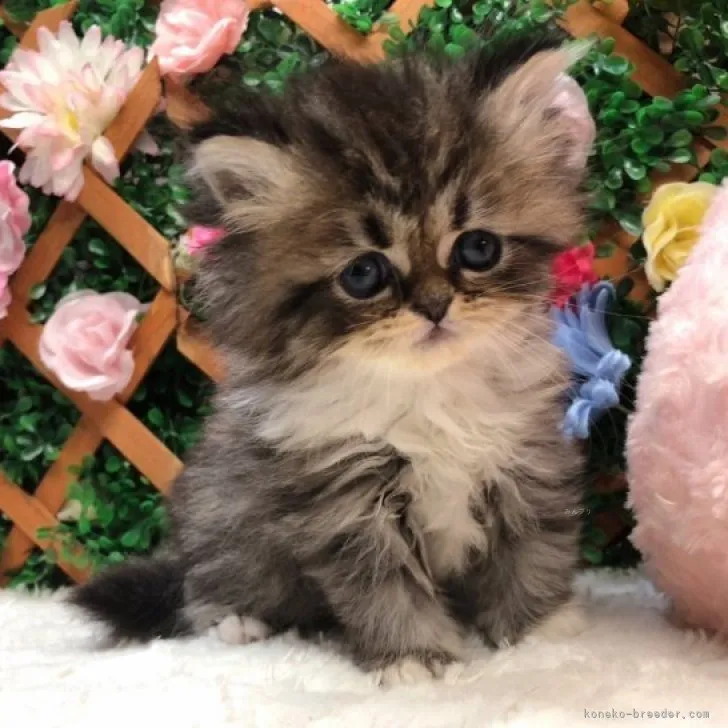 ID：2311-02155の子猫