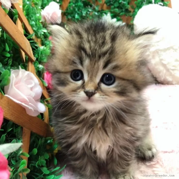 ID：2402-01165の子猫