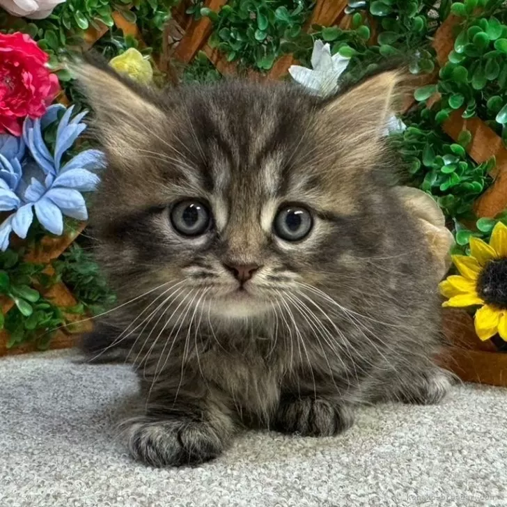 ID：2406-01290の子猫
