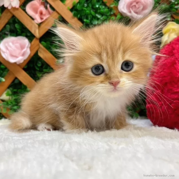 ID:2409-01500の子猫