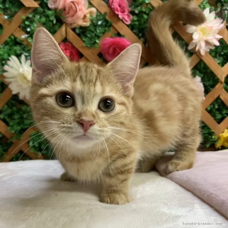 ID：2410-00801の子猫