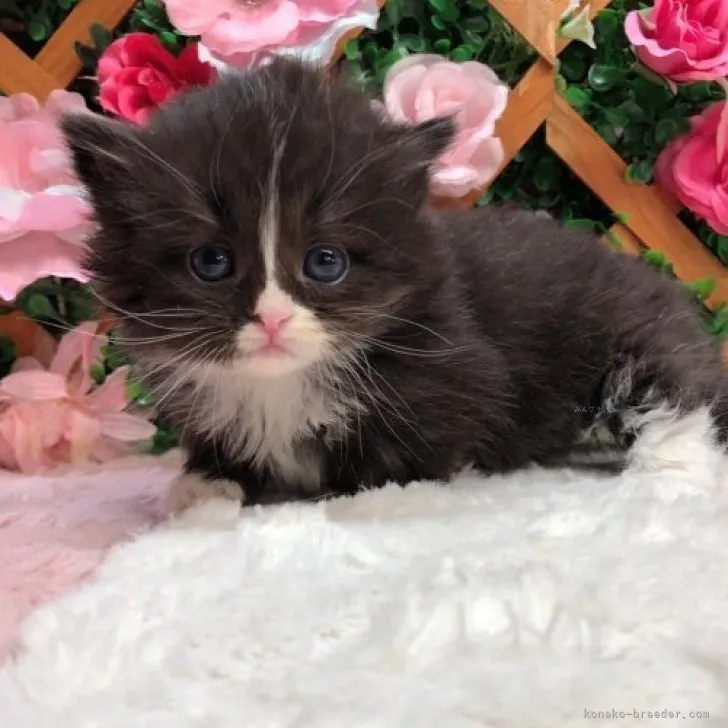 ID：2312-00132の子猫