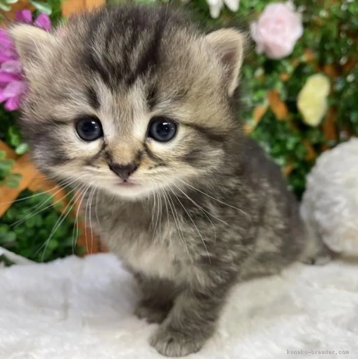 ID:2208-00613の子猫