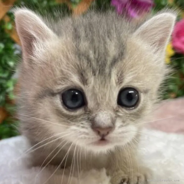 ID:2206-03081の子猫