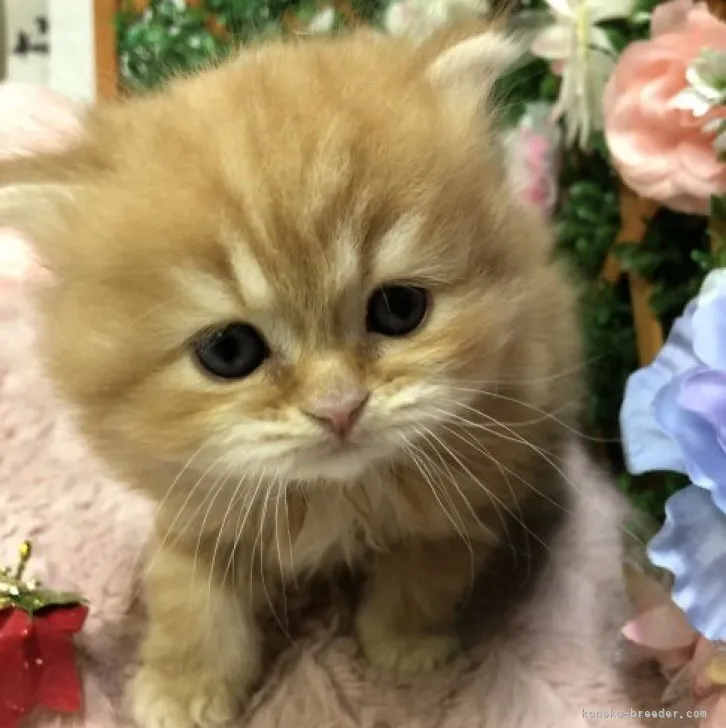 ID：2305-01901の子猫