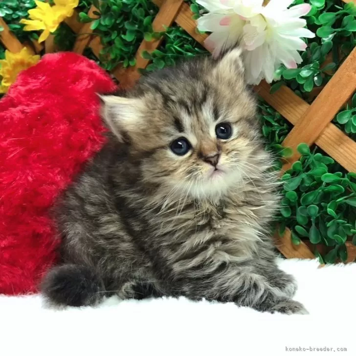 ID：2402-01163の子猫