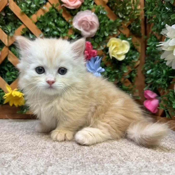 ID：2406-02756の子猫