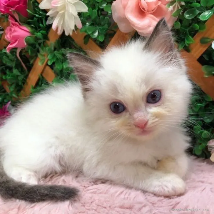 ID:2307-02539の子猫