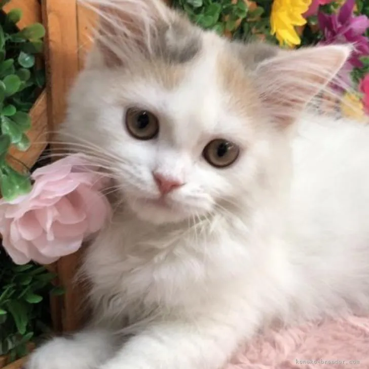 ID：2207-01495の子猫