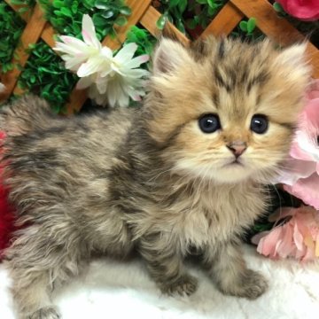 ペルシャ(チンチラ)【長野県・女の子・2023年11月6日・チンチラゴールデン】の写真「年末セール🐱遊ぶの好きな女の子☺️」