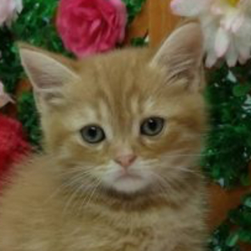 スコティッシュフォールド(立ち耳)【長野県・男の子・2022年5月12日・レッドタビー（ショートヘア）】の写真「まったりしている男の子♪」