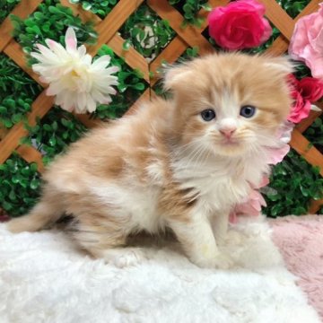 スコティッシュフォールド(折れ耳)【長野県・男の子・2023年11月7日・レッドタビー&ホワイト（ミディアム）】の写真「ママっ子な男の子☺️」