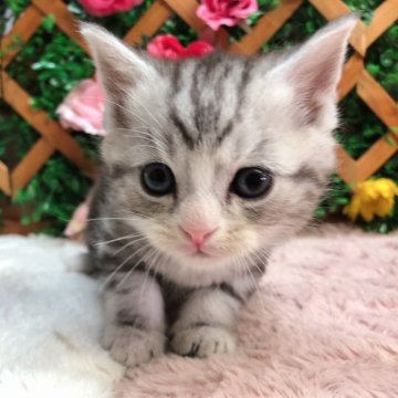 アメリカンショートヘア【長野県・男の子・2023年11月23日・シルバータビー】の写真「2月にゃんにゃんセール🐱✨️綺麗な柄の男の子☺️」
