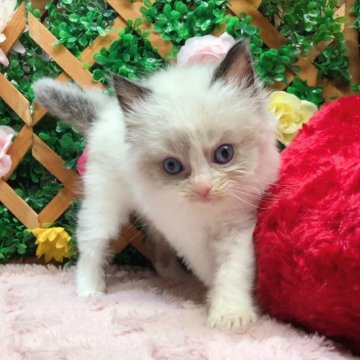 ラグドール【長野県・女の子・2023年11月21日・シールポイントバイカラー】の写真「かまってちゃんな女の子☺️」